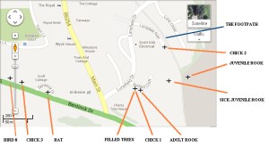 pyethon-chicks-dying-update-map