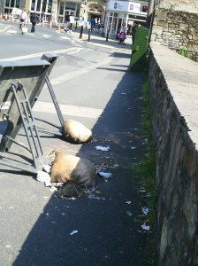 pyethon-lancaster-pict0613-1296