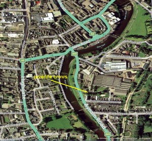 pyethon-kendal-crows-c