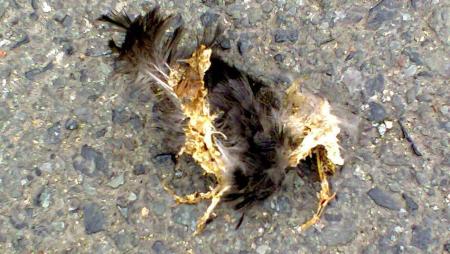 pyethon-photo0691-klsq